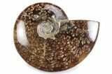 Polished Ammonite (Cleoniceras) Fossil - Madagascar #364953-1